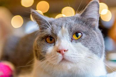 《制作便当》PC平台免费发布 设计精致便当模拟器